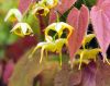 Epimedium species f...